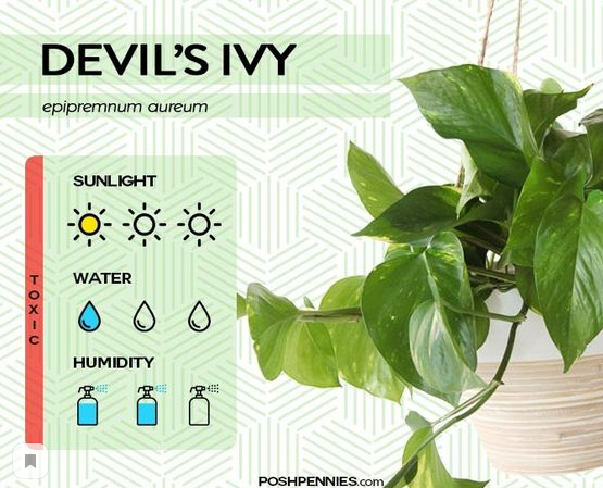 picture of a Devil's Ivy plant with infographics about its care
